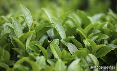 ​福建绿茶有哪些品种(福建的绿茶哪种好)
