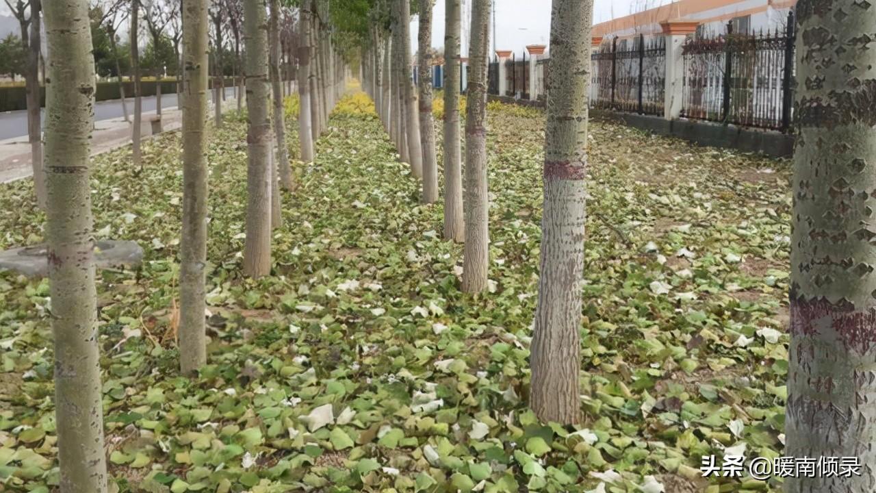 人死不撞七是好兆头(撞七好还是不撞七好)