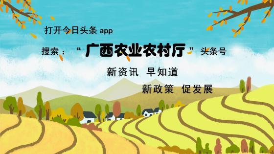 百香果的种植方法大全（这有份百香果种植技术）(7)