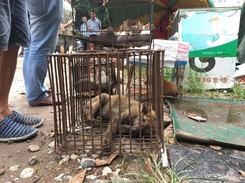 广西狗肉节在哪个城市(狗肉节是哪个城市)