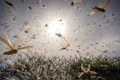 ​唐朝宰相姚崇用什么方法治蝗