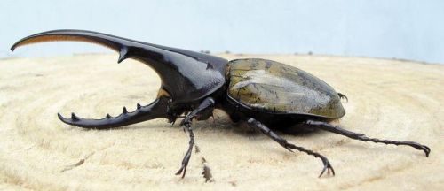 独角仙多少钱一只哪里收(独角仙多少钱一只活体)-第1张图片-