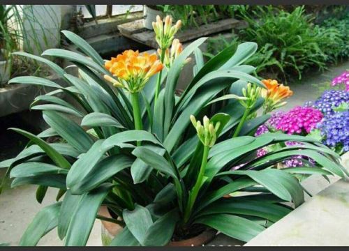 君子兰的养护方法及注意事项(君子兰的养殖方法和浇水)-第1张图片-