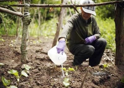 邀请家长帮忙种菜(帮家长种菜的心得体会)-第1张图片-