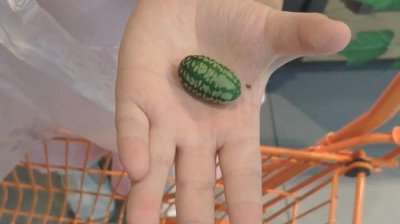 ​世界最小西瓜来了(世界最小西瓜产地)