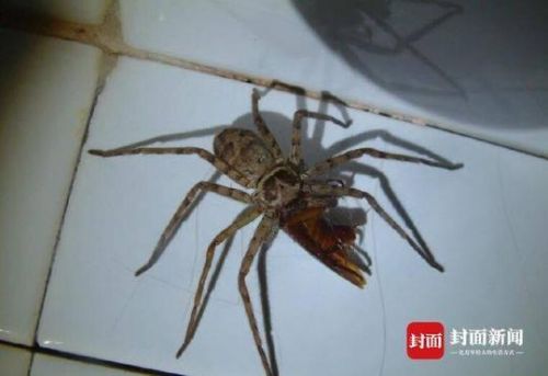 白额高脚蛛会靠近熟睡的人吗(白额高脚蛛会咬人吗)-第1张图片-