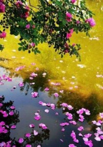 ​无可奈何花落去全诗词(无可奈何花落去全诗解析)