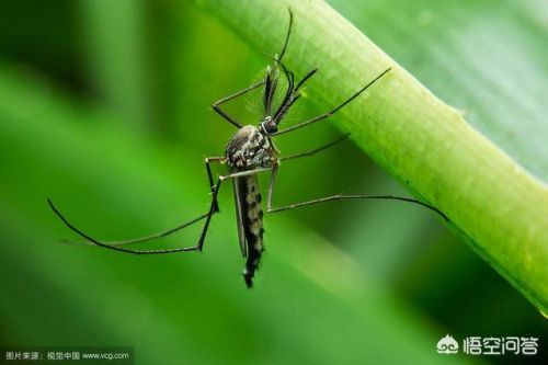 一般来说蚊子叮人有偏爱的血型吗为什么(一般来说蚊子叮人有偏爱的血型吗对吗)-第1张图片-