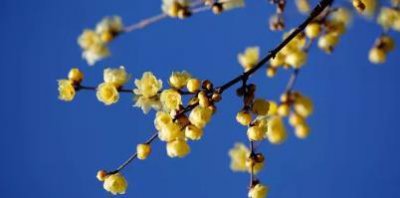 ​北方室外冬天冻不死的常绿植物(室外冬天冻不死的常绿植物)