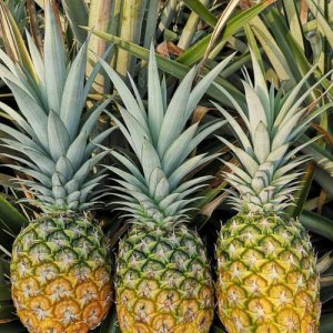 ​菠萝和凤梨(菠萝和凤梨哪个贵一些)