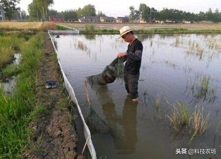 小龙虾养殖方法和环境(小龙虾的生长环境)