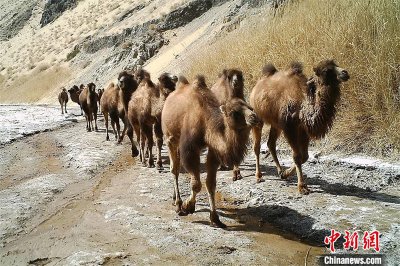 ​当世仅存的野骆驼种群在中国哪里(野骆驼种群在中国哪里)