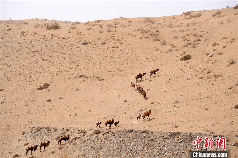当世仅存的野骆驼种群在中国哪里(野骆驼种群在中国哪里)