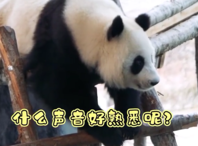 何老师终于亲口向全网坦白了，他没有QQ号