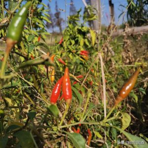 ​泸州国窖社区 *** (泸州竹苑社区 *** )