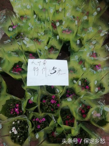 保定鲜花店订花(保定鲜花店订花几点开门)-第1张图片-