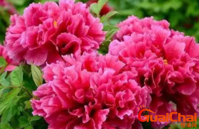 ​中国国花是什么花？国花有何寓意？