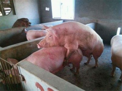 ​人与猪的dna(母猪交配后喂多少饲料)