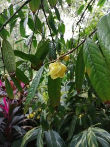 ​南宁金花茶公园(南宁金花茶公园需要门票吗)