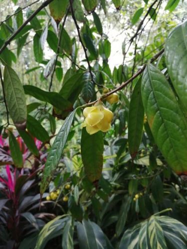 南宁金花茶公园(南宁金花茶公园需要门票吗)-第1张图片-