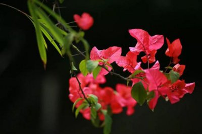 ​四君子老酒52价格表_四君子酒:四君子酒价格表查询