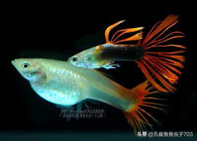 ​孔雀鱼繁殖详细步骤与方法（孔雀鱼都是怎么交配的？）