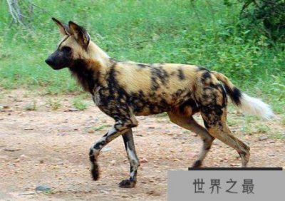 ​世界跑得最快的动物排名，猎豹1小时130公里