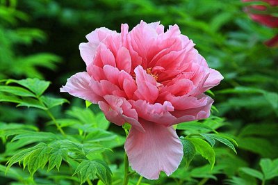 ​3《回忆鲁迅先生》优秀教案