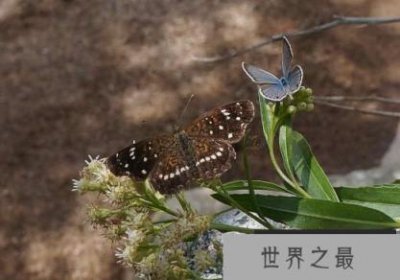 ​世界上最小的昆虫 只有0.139毫米长