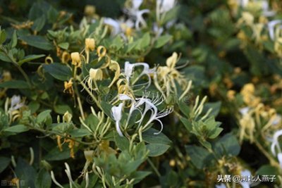 ​68种野菜图片，教你认识不同的野菜和吃法，你想要的野菜这里都有