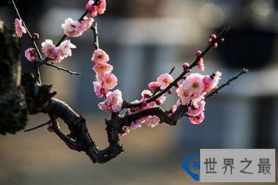 ​中国十大名花排名,不仅美丽还可入药【附名花花语】
