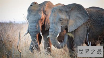 ​非洲十大神奇动物，非洲最神奇的动物全在这里！