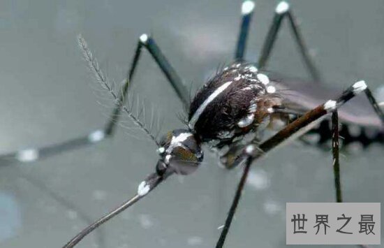 世界十大毒虫排行榜，小小虫子每年让百万人染病！