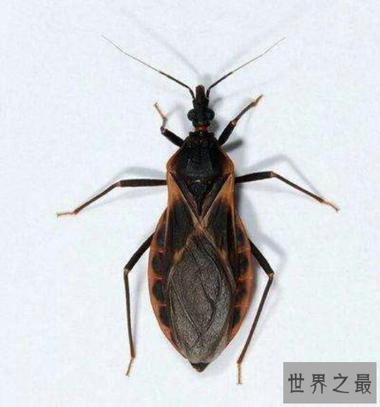 世界十大毒虫排行榜，小小虫子每年让百万人染病！