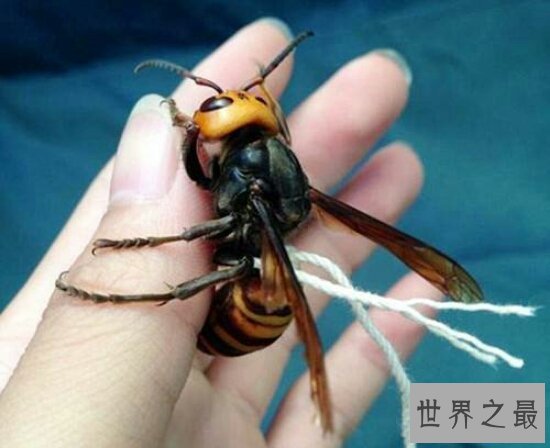 世界十大毒虫排行榜，小小虫子每年让百万人染病！