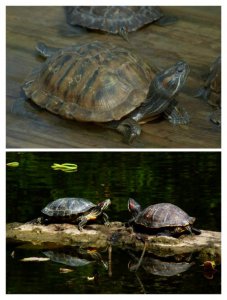 ​观赏龟养殖方法