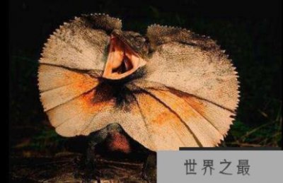 ​最奇怪的十大动物，你见过几种？