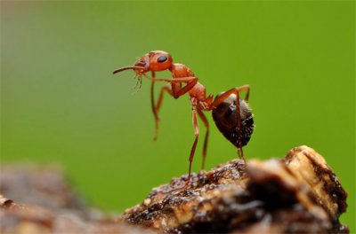 ​蚂蚁的生活环境在哪(蚂蚁没有大脑，生活在二维空间，他们真看不见人类吗？)