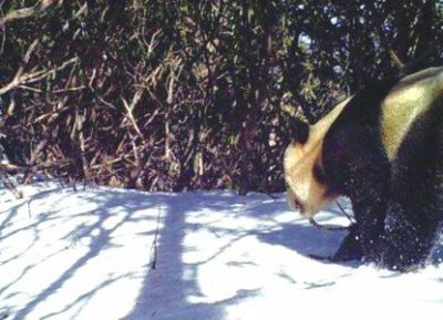 ​时隔6年，彭州白水河再现“滚滚”身影 太调皮了！一出场就啃“伤”红外相机