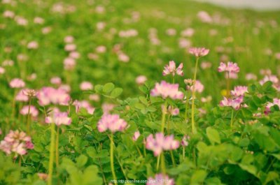 ​大家觉得国货里面半亩花田怎么样呢？