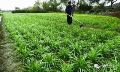 ​韭菜加醋能补肾壮阳吗 韭菜并无壮阳成分，被讹传那么久，傻眼了吧！