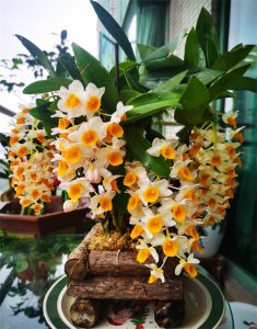 ​新手怎么养好石斛兰？