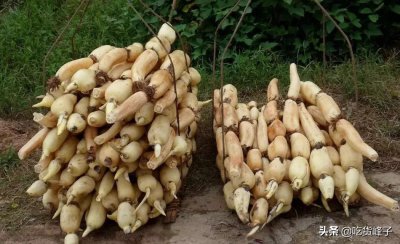 ​分享莲藕的6种花样做法，炒炖炸煮天天换花样