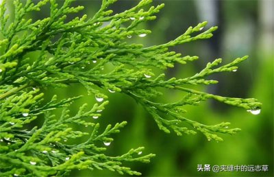 ​侧柏叶是什么（讲一味侧柏叶，防脱发、生黑发、止鼻血、止咳喘、治痔疮之良药