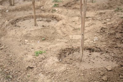 ​最旺宅的植物有哪些（门前种对树，家庭旺三代，家门前种5种树，寓意好，还能