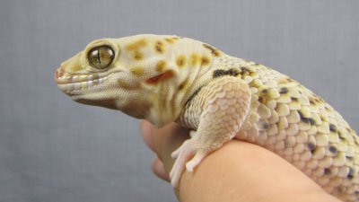 ​蛙眼守宫饲养教学（蛙眼很难养？这些方法很管用）