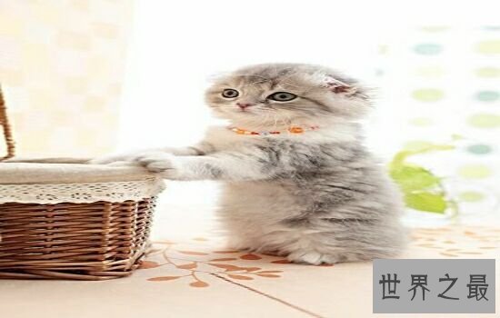 盘点史上最萌的猫咪,排行第一的猫咪竟然get不到点!