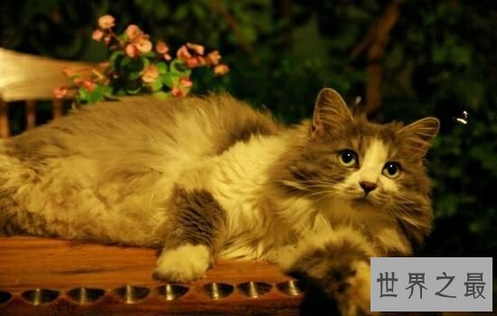 盘点史上最萌的猫咪,排行第一的猫咪竟然get不到点!