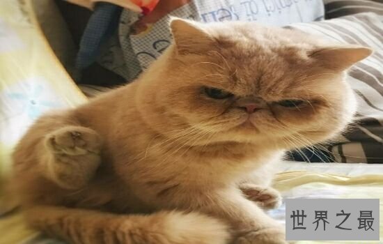 盘点史上最萌的猫咪,排行第一的猫咪竟然get不到点!