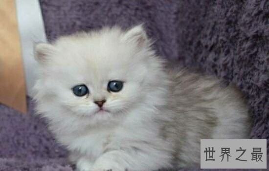 盘点史上最萌的猫咪,排行第一的猫咪竟然get不到点!
